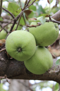 Green apples on a tree